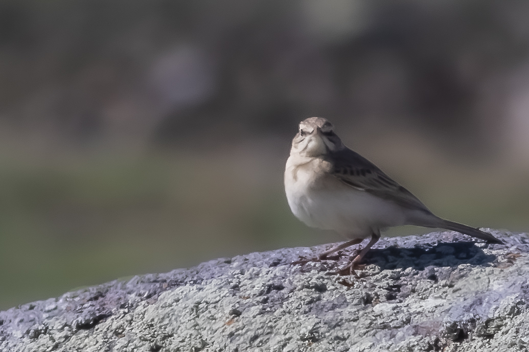 Tawny Pipit
